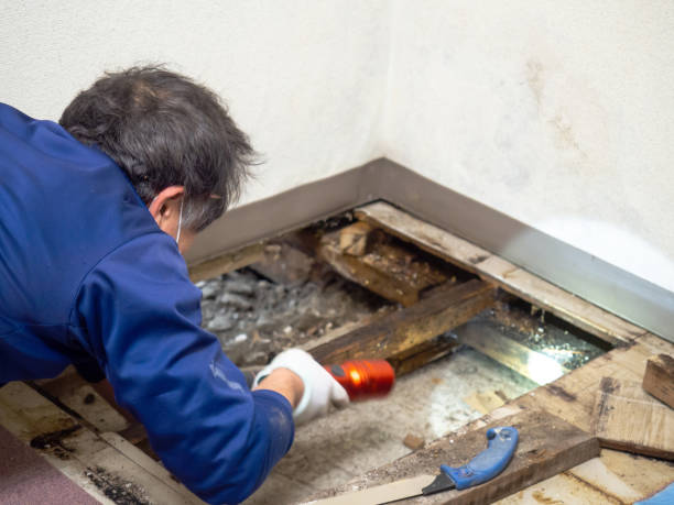 Best Toxic Mold Removal  in Mlstadt, IL