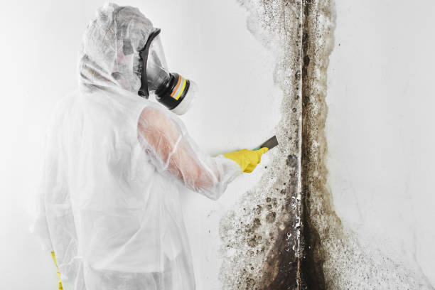 Best Mold Cleaning Services  in Mlstadt, IL