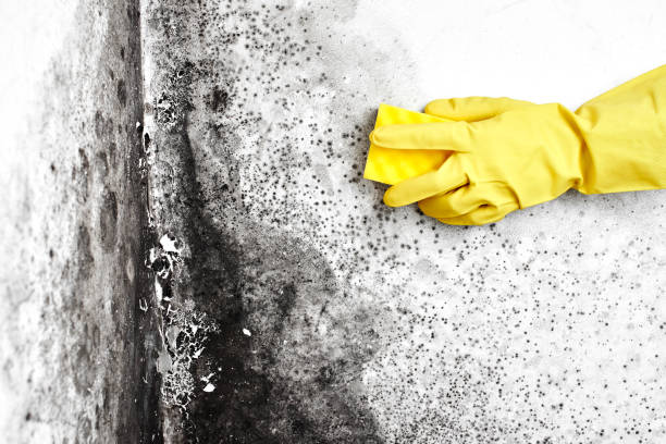Best Commercial Mold Removal  in Mlstadt, IL