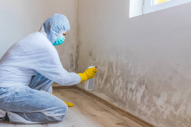 Mold Removal Process in Millstadt, IL