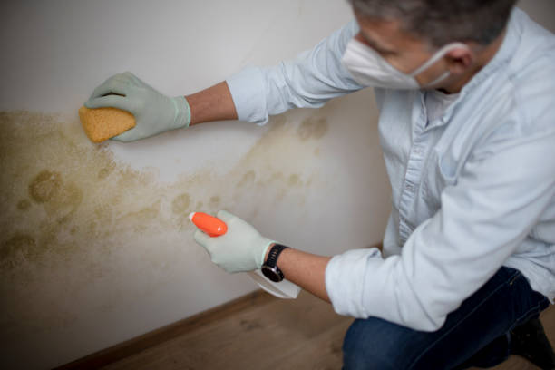 Best Mold Damage Repair  in Mlstadt, IL