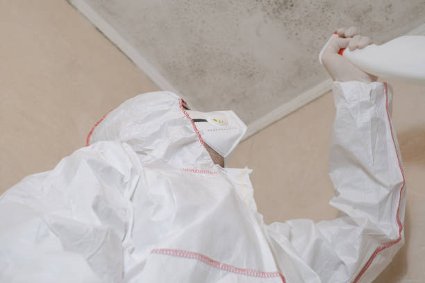 Best Mold Removal Company Near Me  in Mlstadt, IL