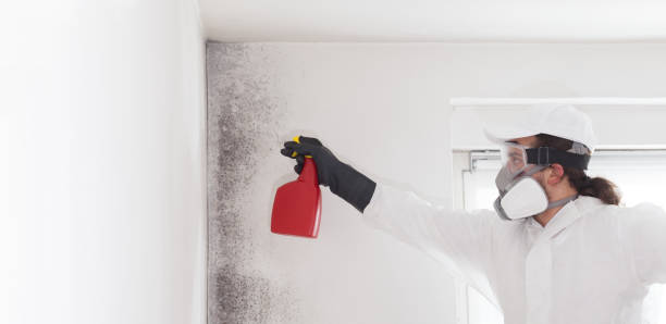 Mold Removal and Inspection in Millstadt, IL