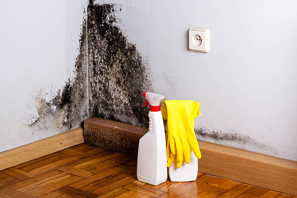 Best Mold Removal and Inspection  in Mlstadt, IL