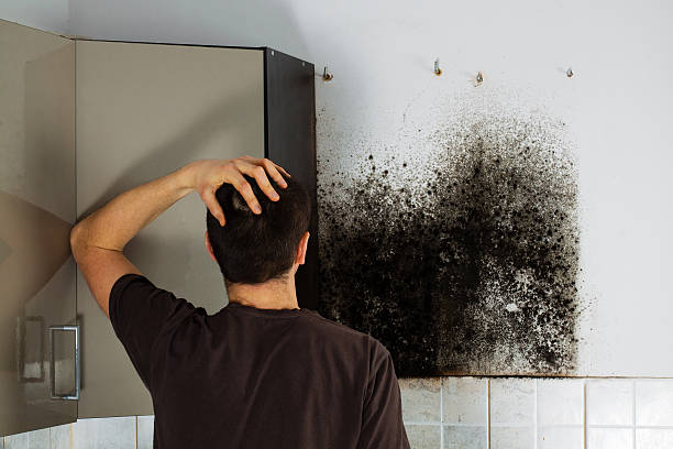 Best Emergency Mold Removal  in Mlstadt, IL
